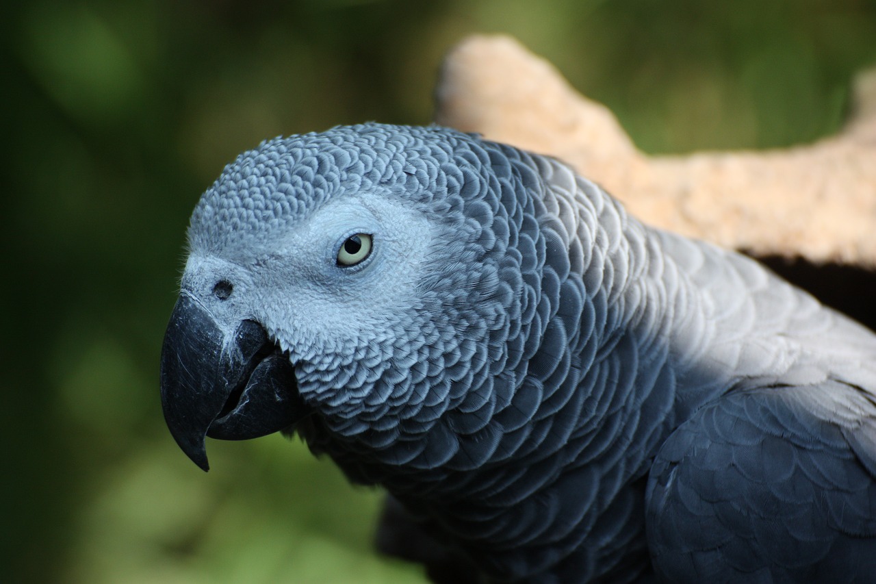 Image - parrot african grey parrot grey