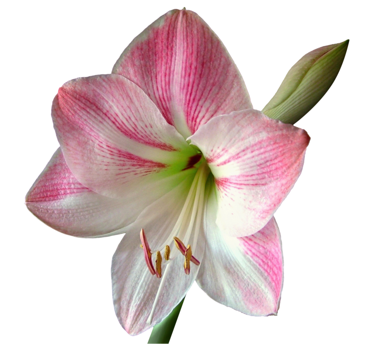 Image - flower blossom bloom amaryllis