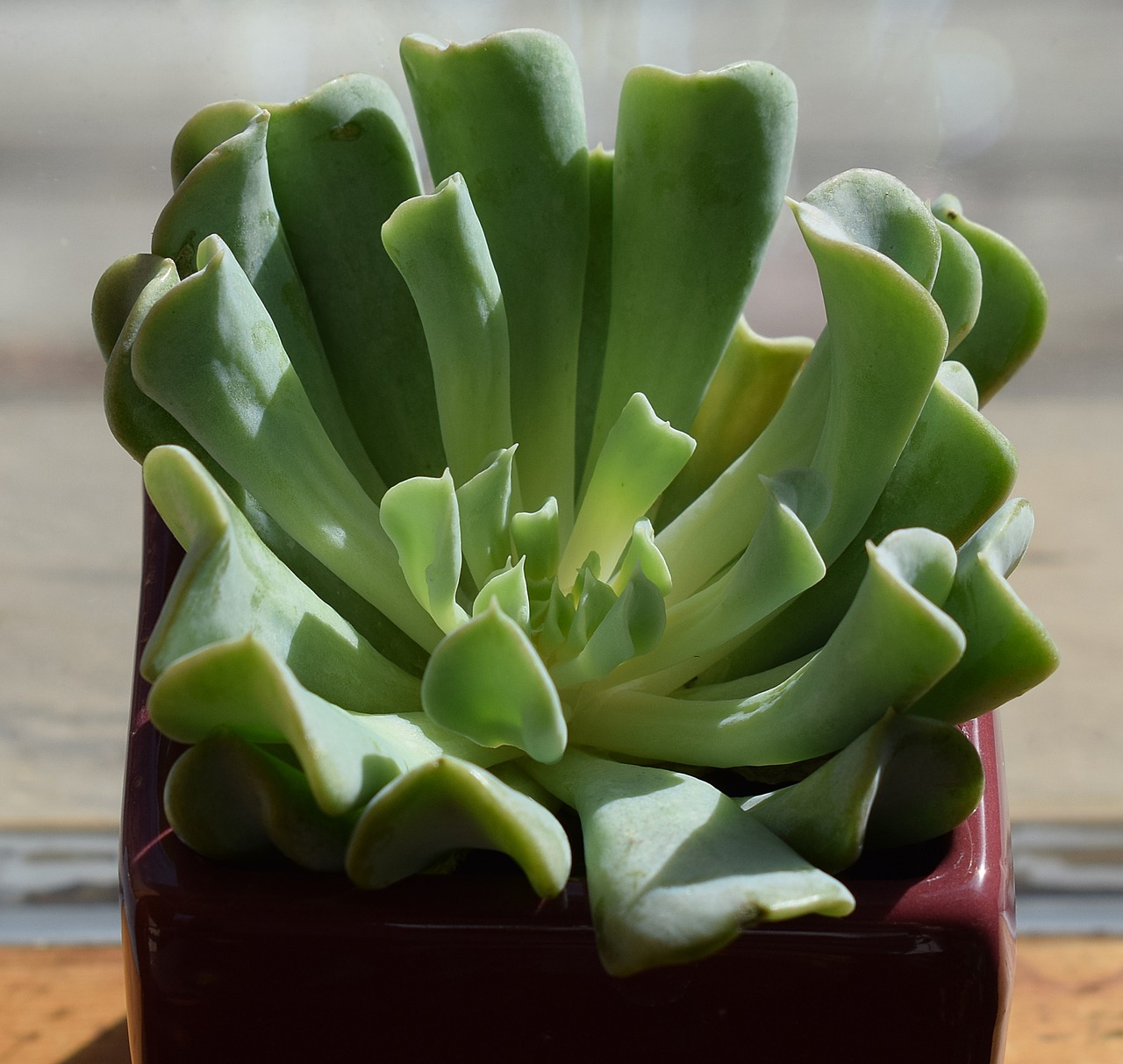 Image - succulent in dark red pot