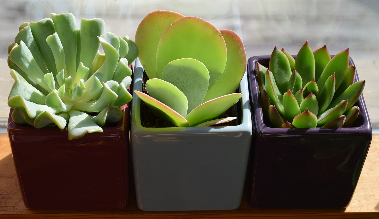 Image - succulent trio container plant plant
