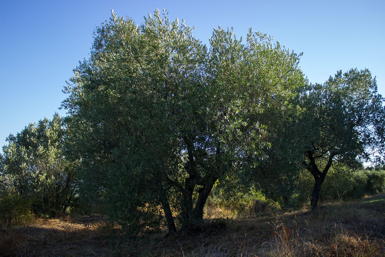 Image - olive tree agriculture italy