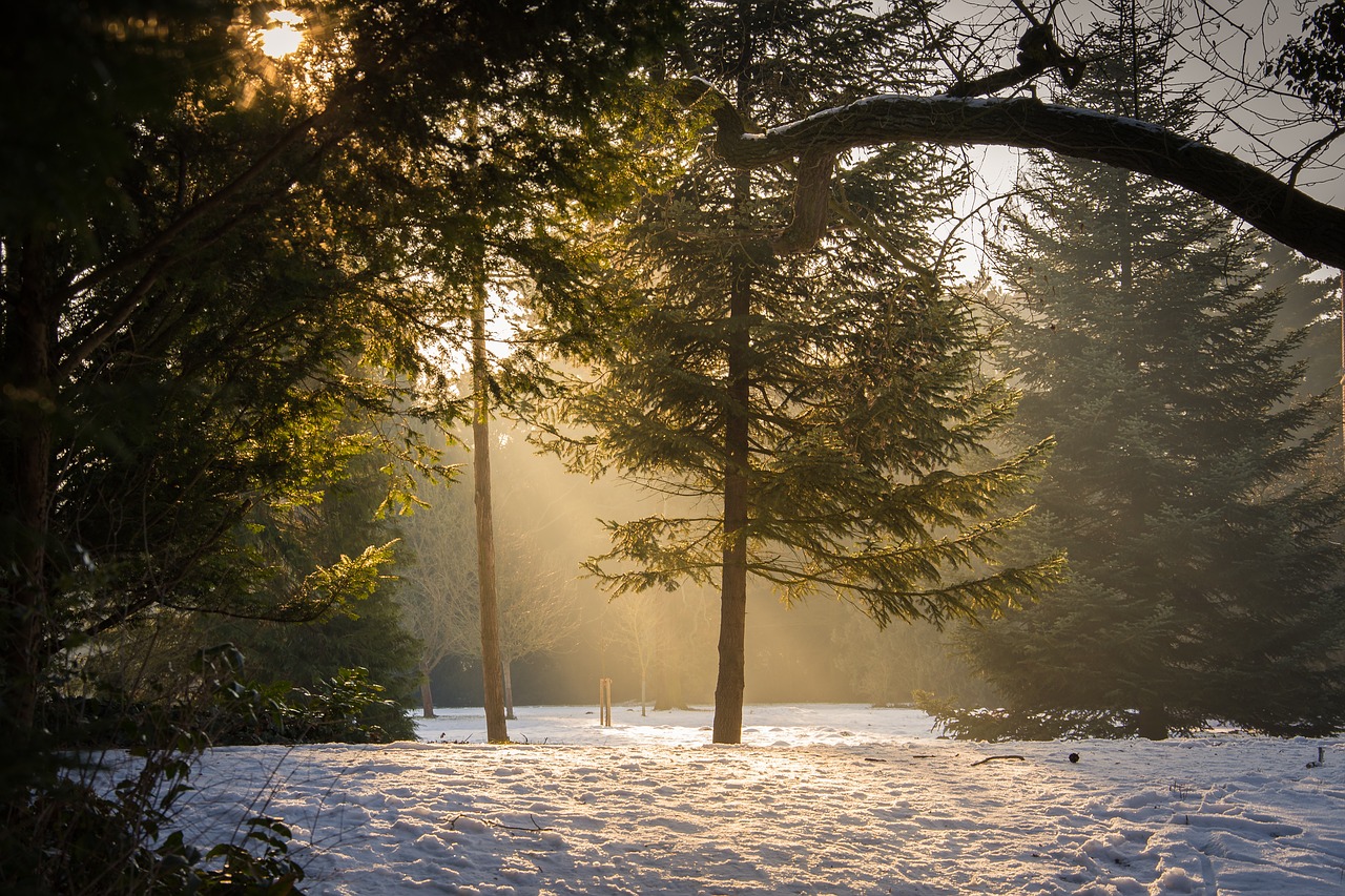 Image - forest glade sun fog haze nature