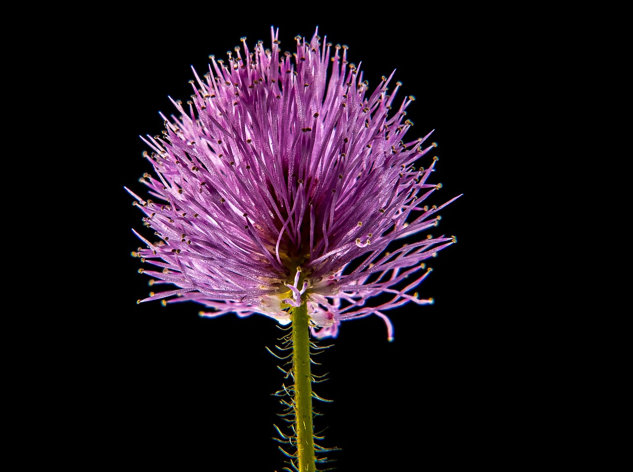 Image - small flower flower macro