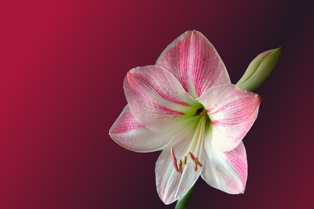 Image - flower blossom bloom amaryllis