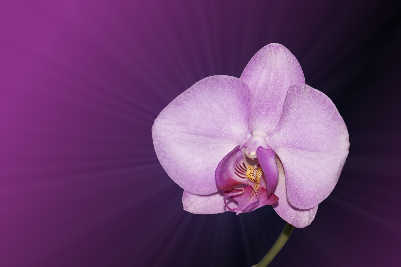 Image - flower blossom bloom orchid pink