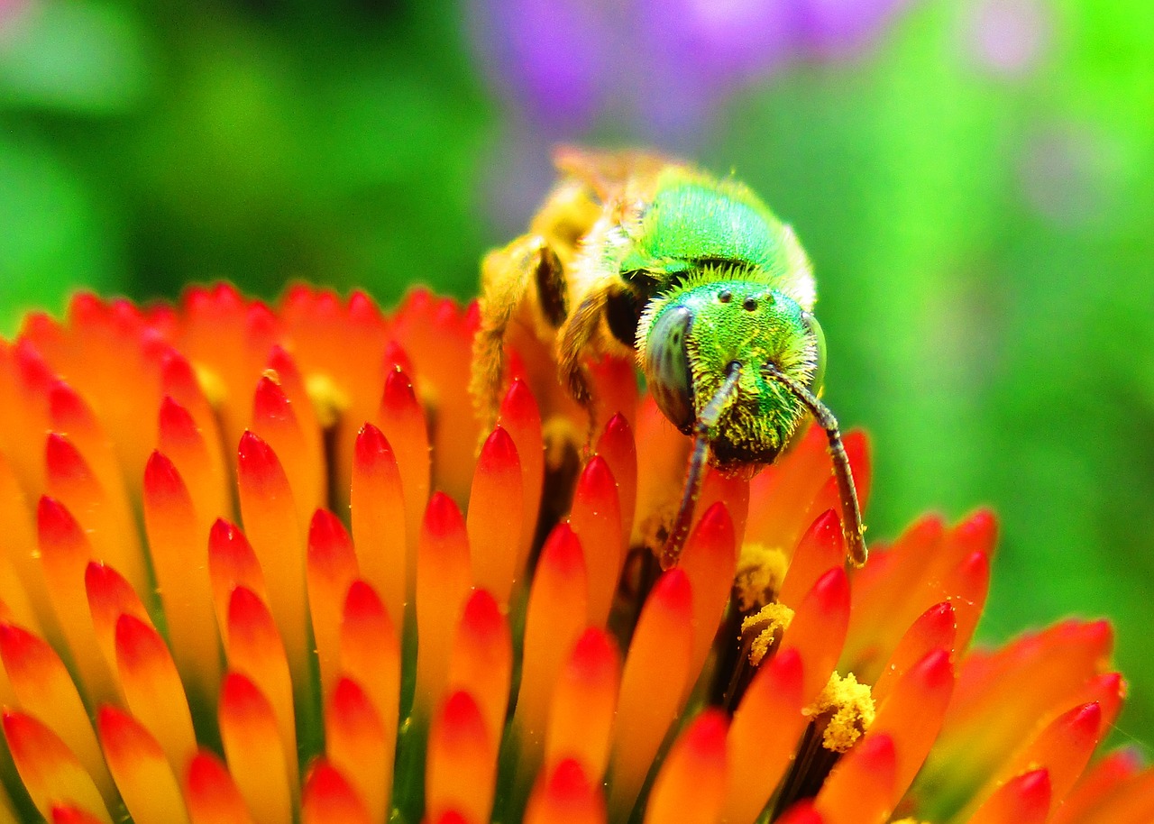 Image - green metallic pollinator bee