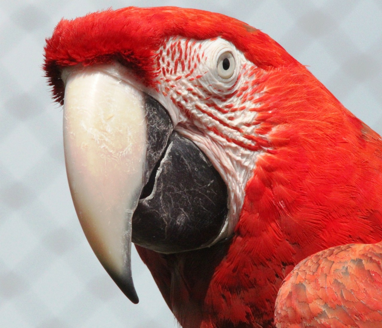 Image - macaw red parrot bird colorful