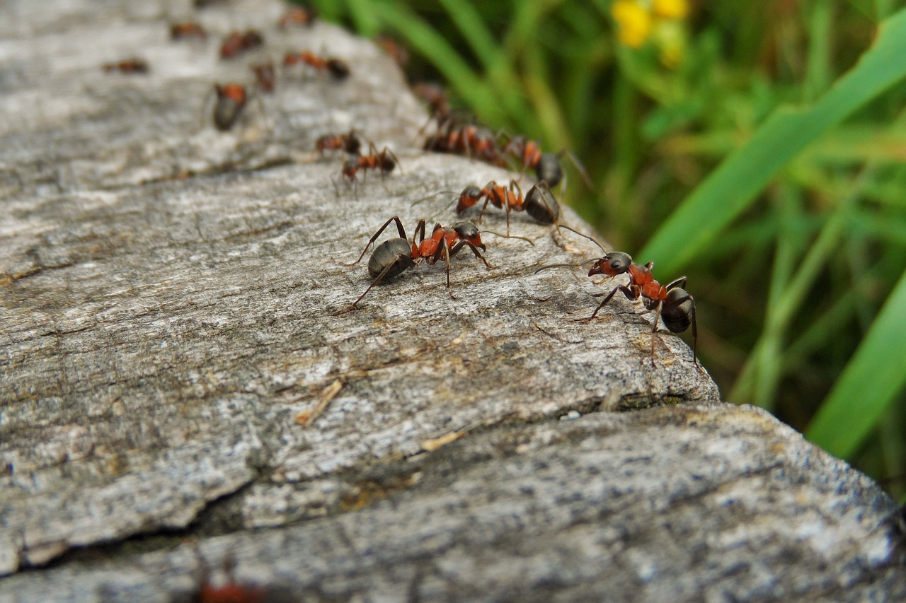 Image - nature ants wood macro ant