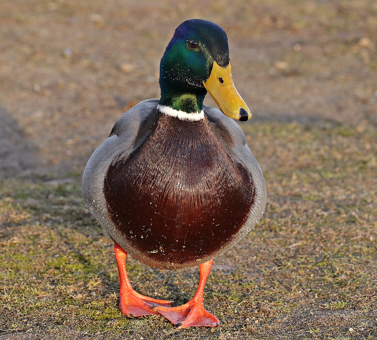 Image - drake duck duck bird winter