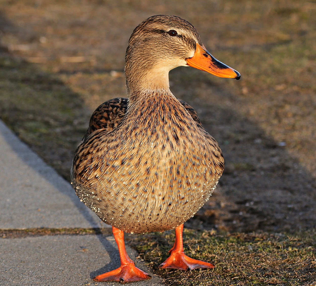 Image - duck duck bird winter water bird