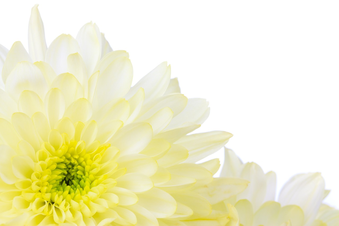 Image - bloom blossom border bright