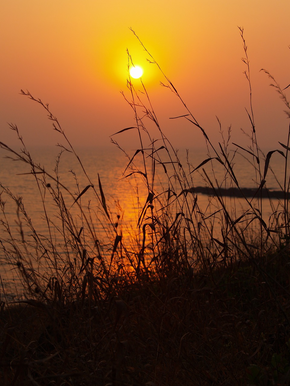 Image - sunset india wild grass silhouette