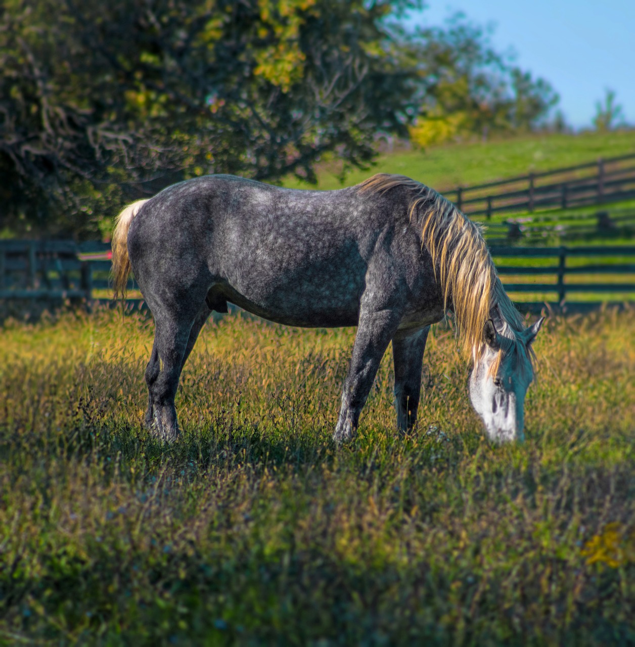 Image - horse spotted mane nature white