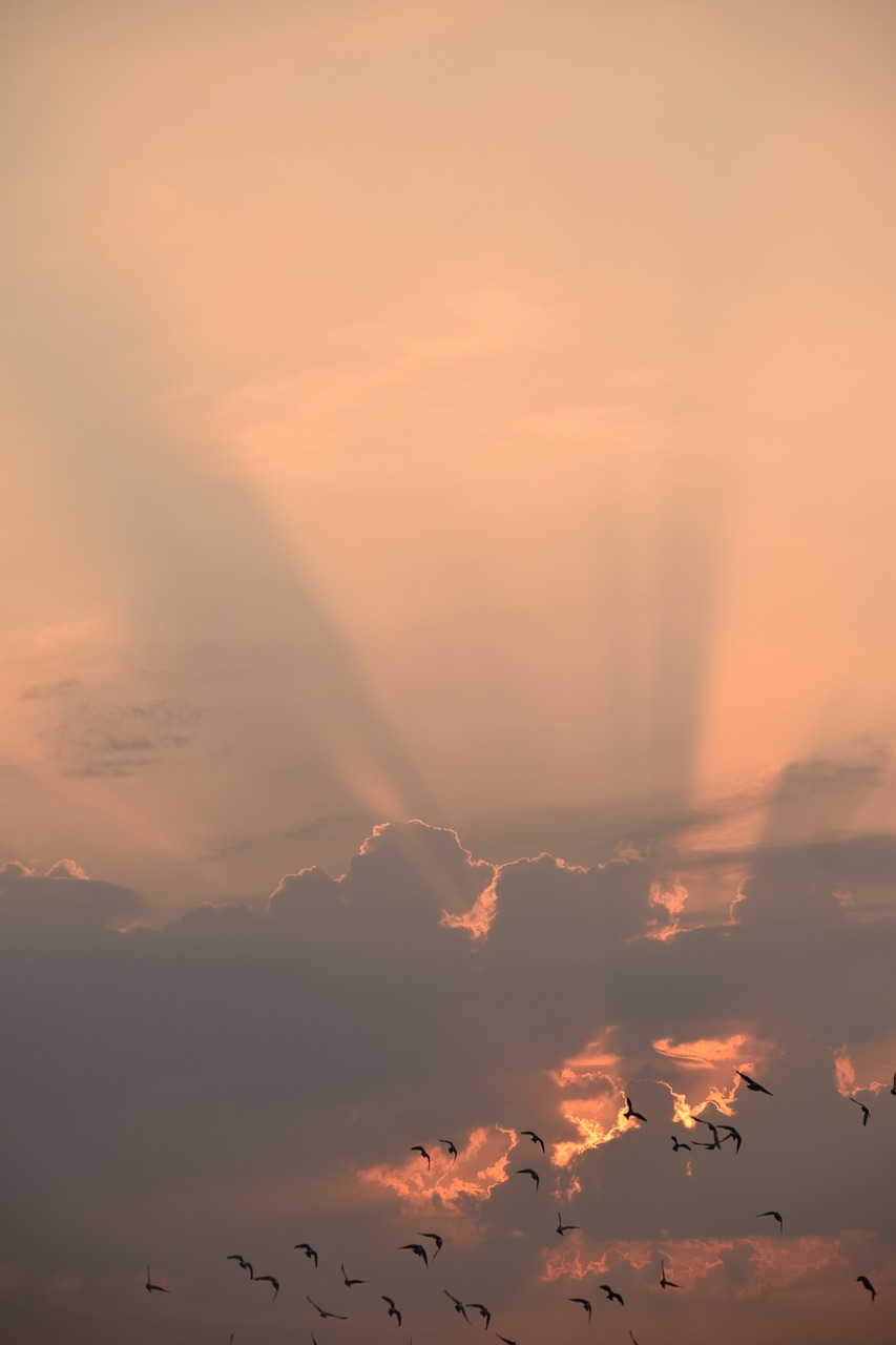 Image - cloud sunshine sky birds