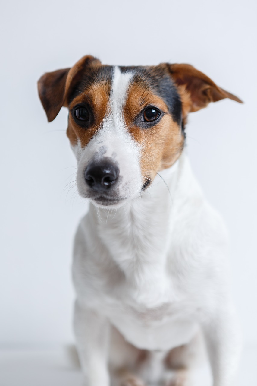 Image - dog jack russell terrier puppy pet