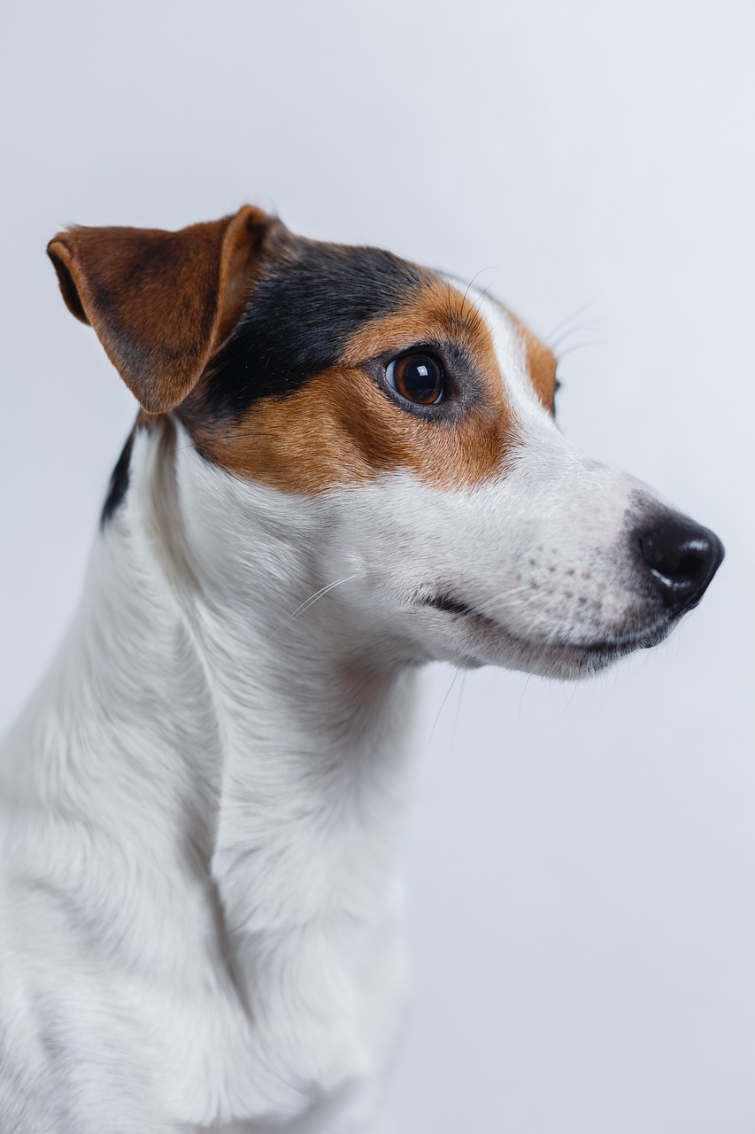 Image - dog jack russell terrier puppy pet