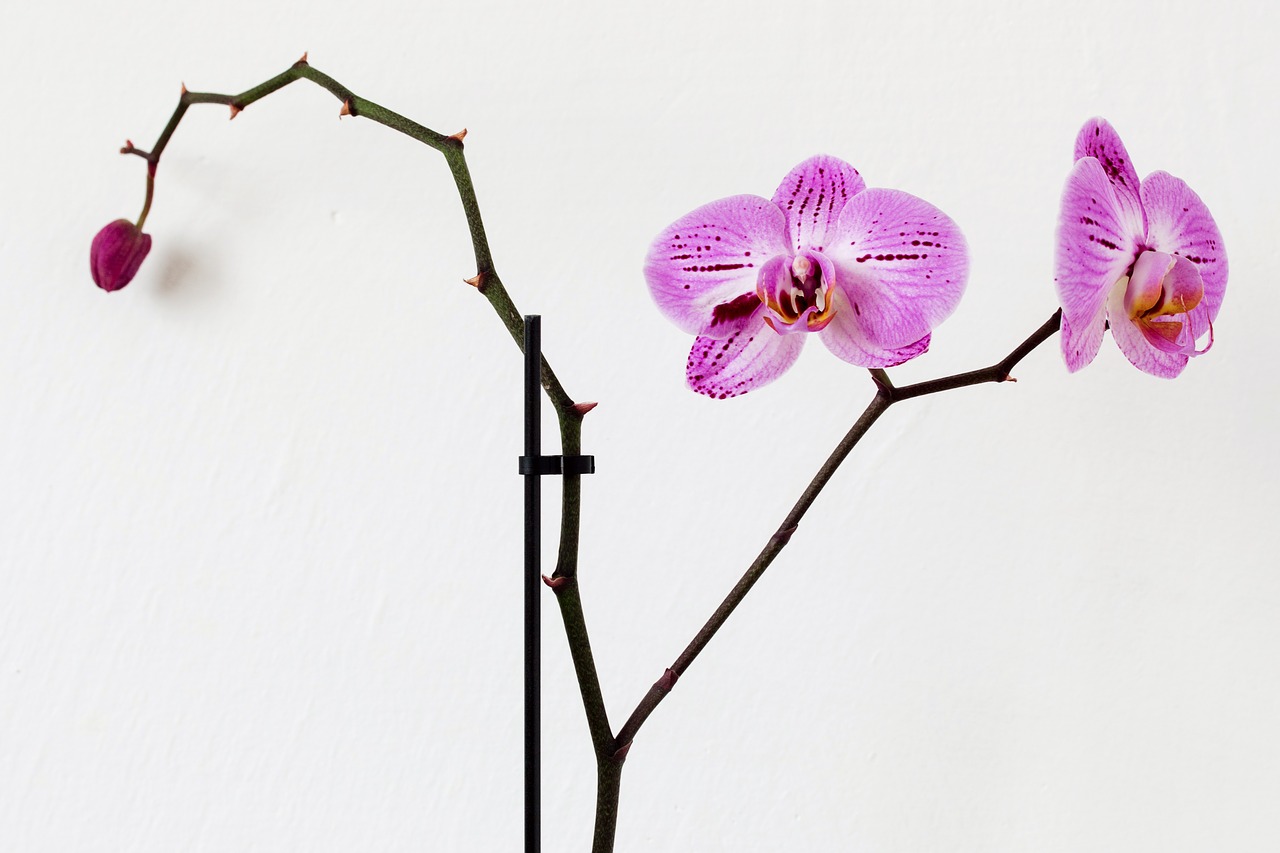 Image - flower pink orchid flora