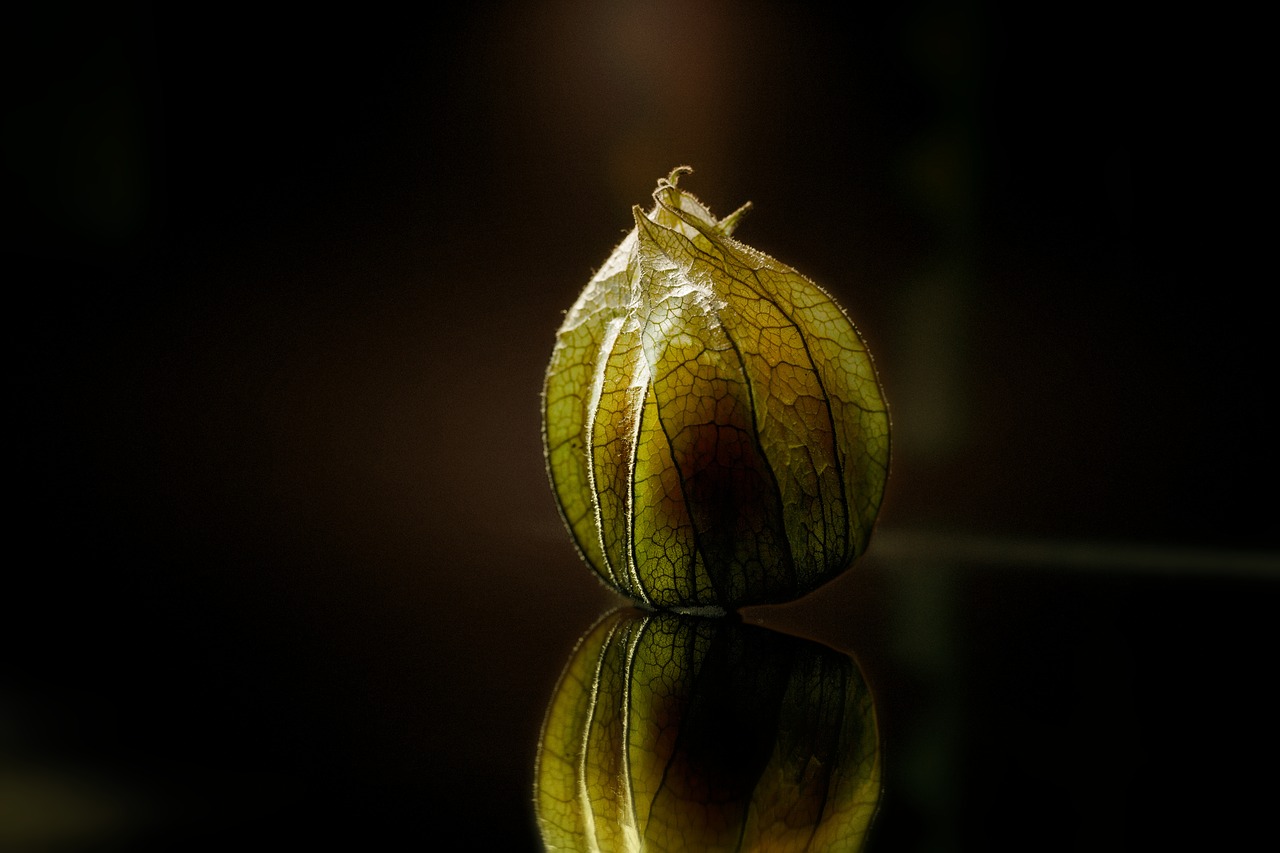 Image - physalis macro close fruit healthy