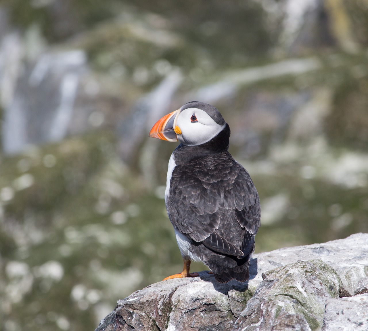 Image - puffin cliff north sea coast bird