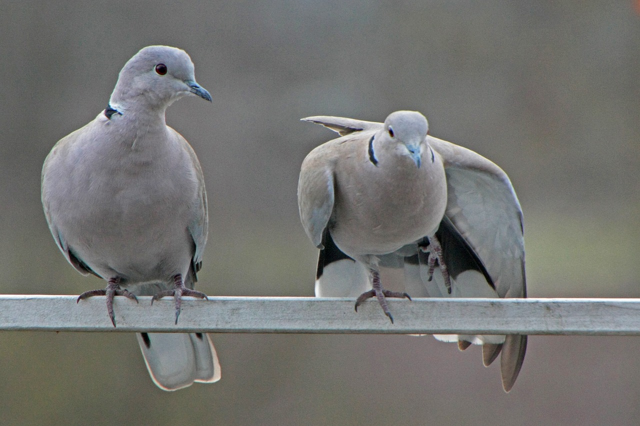 Image - pigeons winter care plumage bird