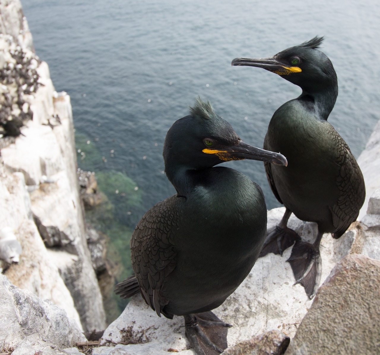 Image - shags cormorants farne