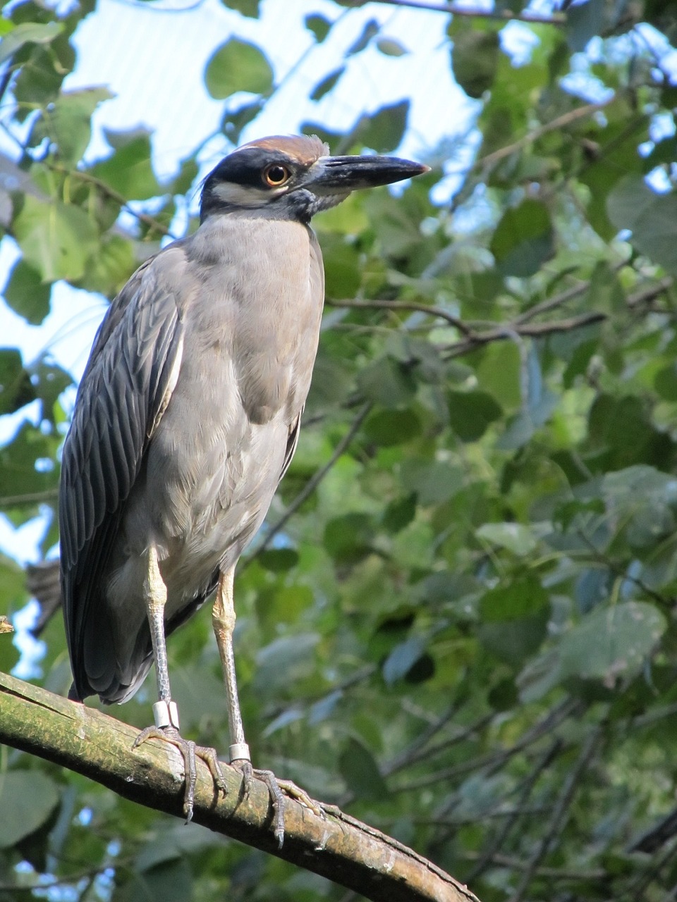 Image - black crowned night heron wildlife