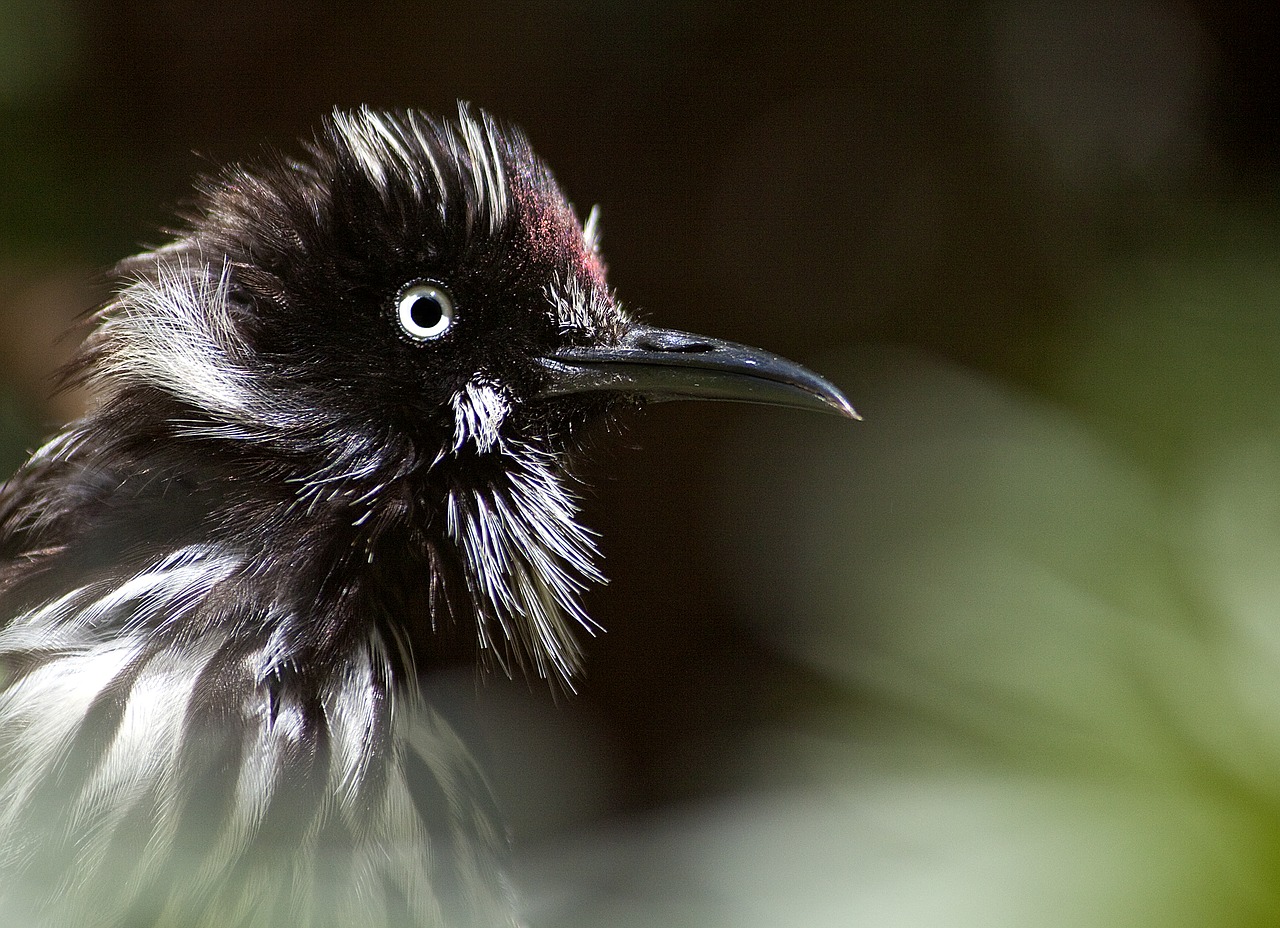 Image - new holland honeyeater bird