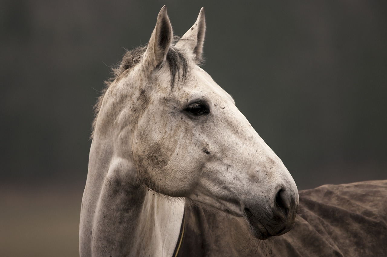 Image - horse animal white portrait nature