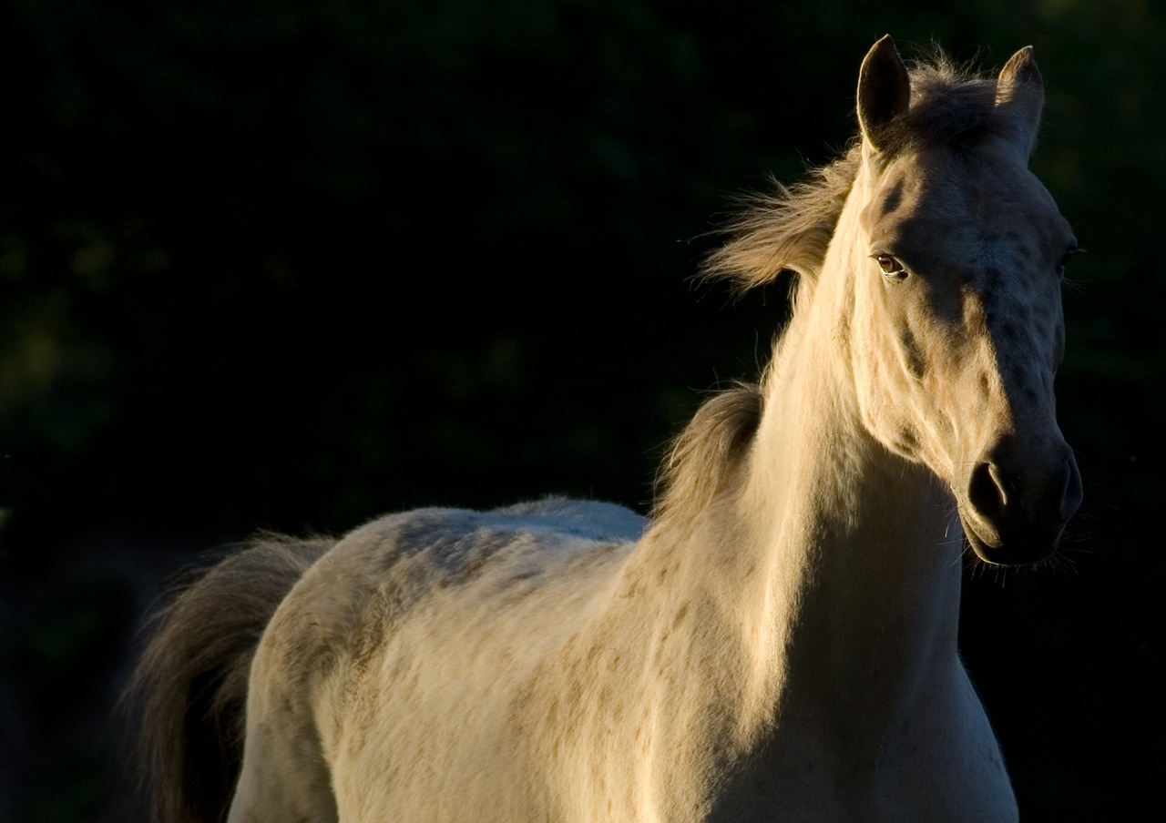 Image - horse nature free white horse