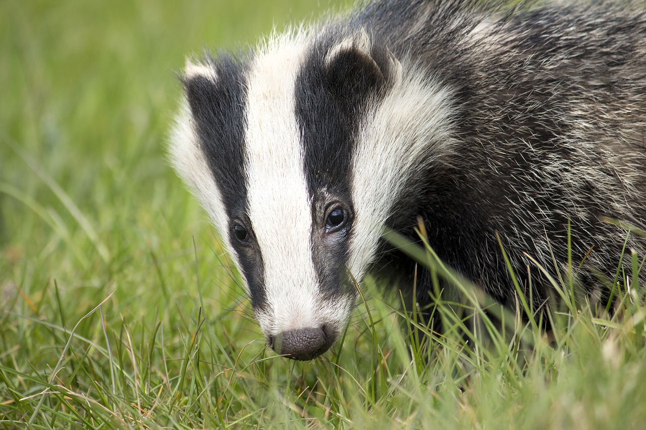 Image - badger wildlife english nature