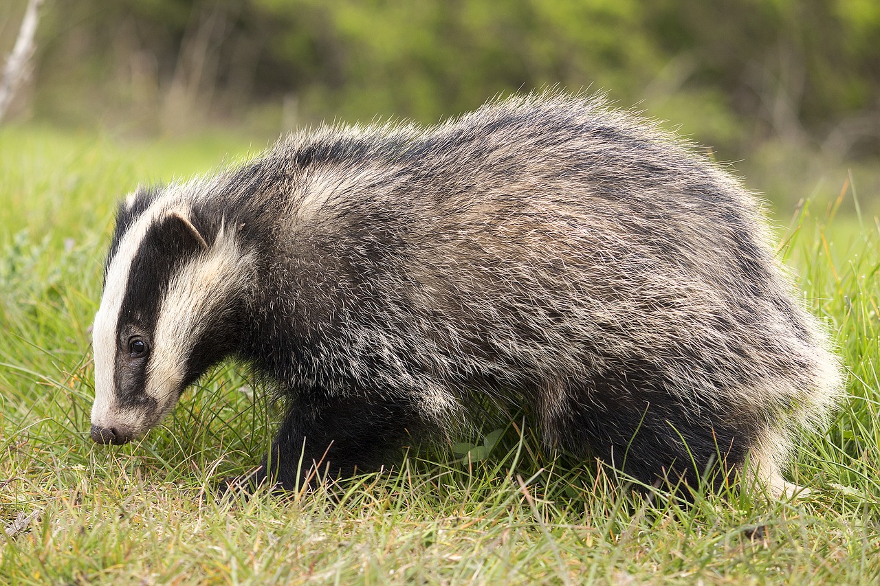 Image - badger brock animal mammal