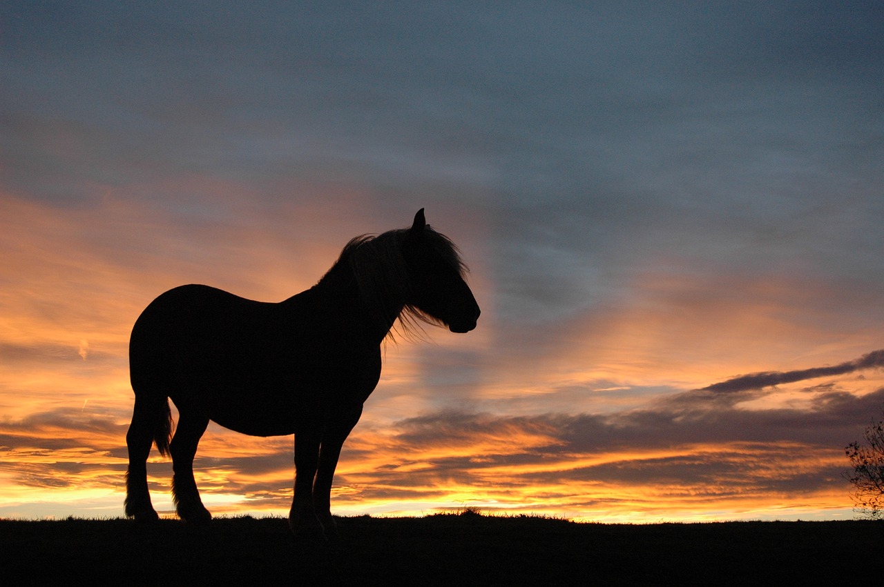 Image - horse nature free animal equine