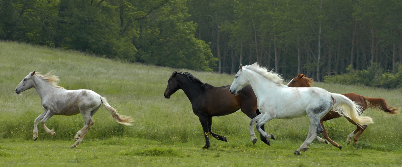 Image - horse horses nature free