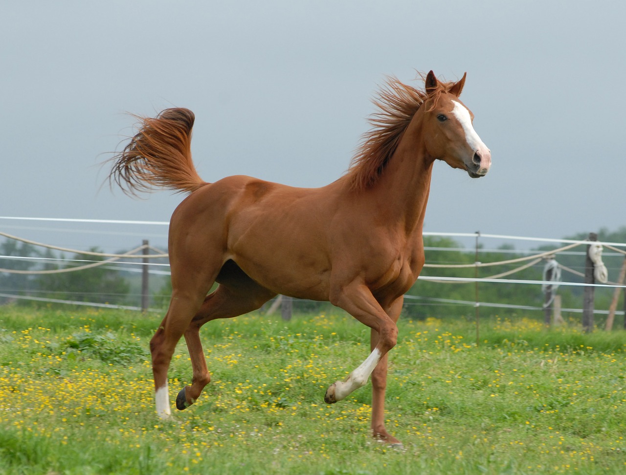 Image - horse nature free animal equine