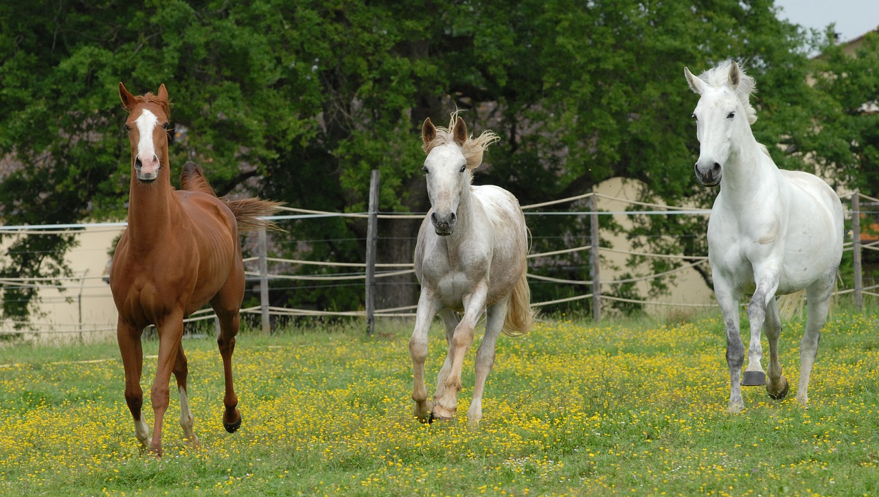 Image - horses nature free animal equine