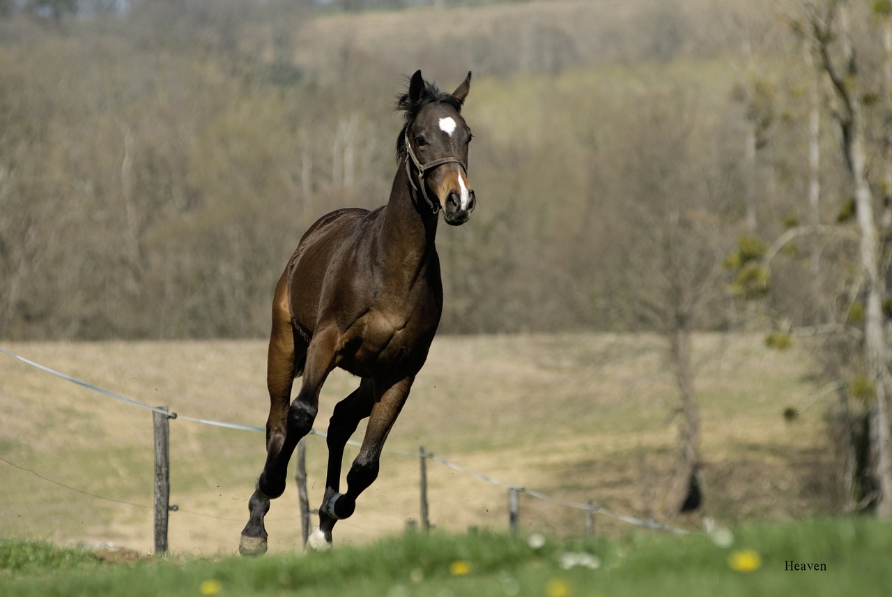 Image - horse nature free animal equine