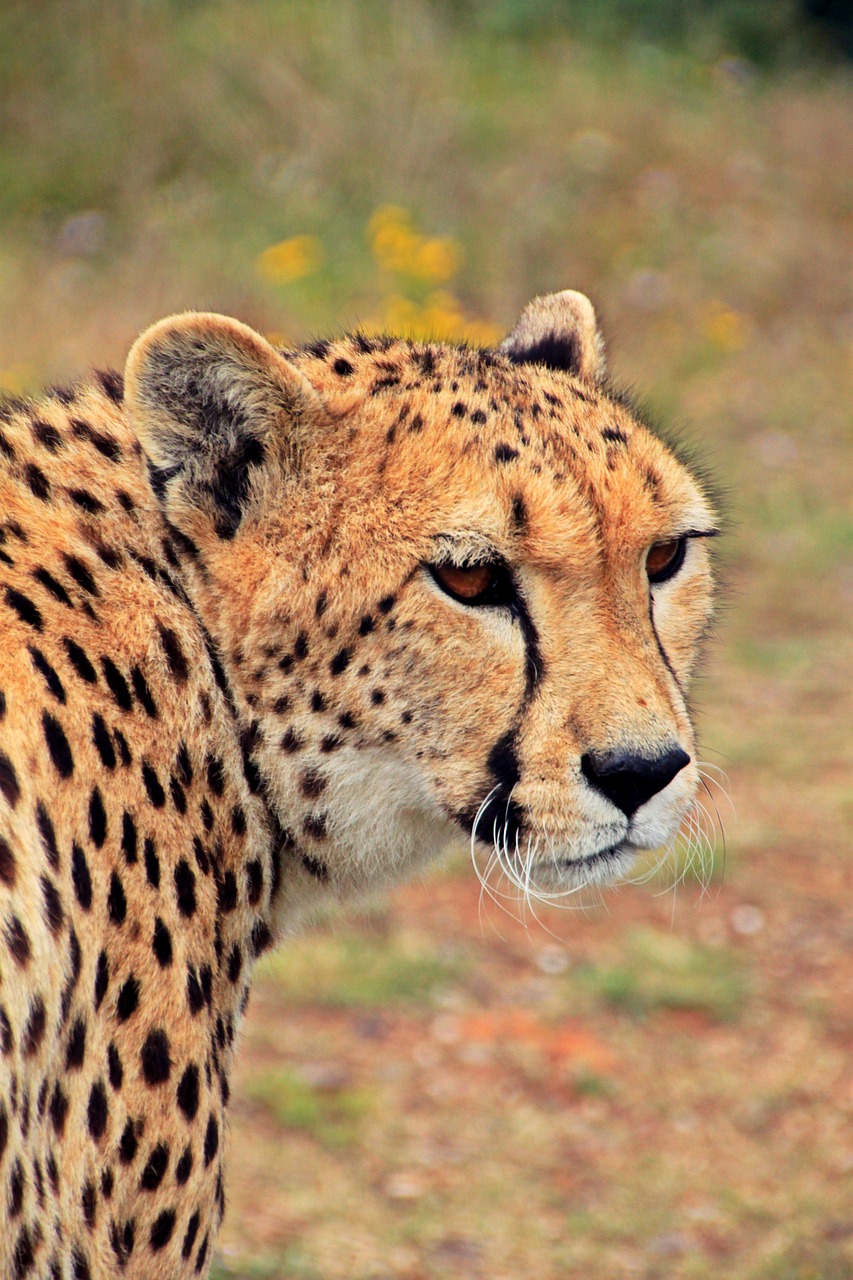 Image - cheetah cat predator animal