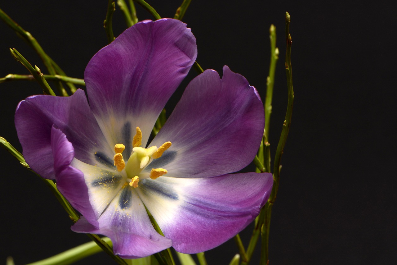 Image - tulips tulpenbluete flowers violet