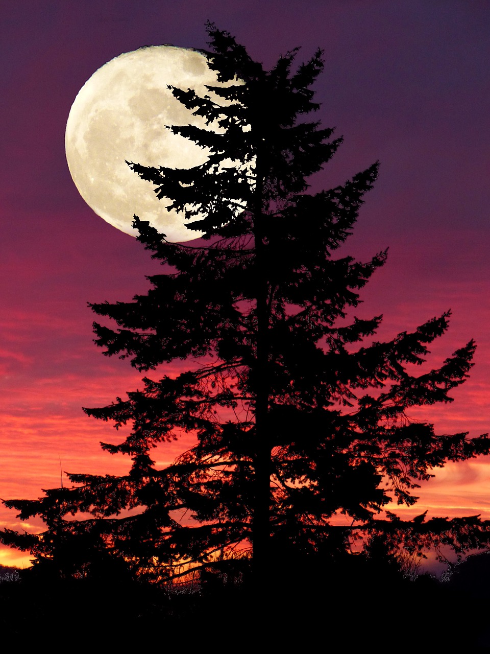 Image - fantasy light full moon fir mood