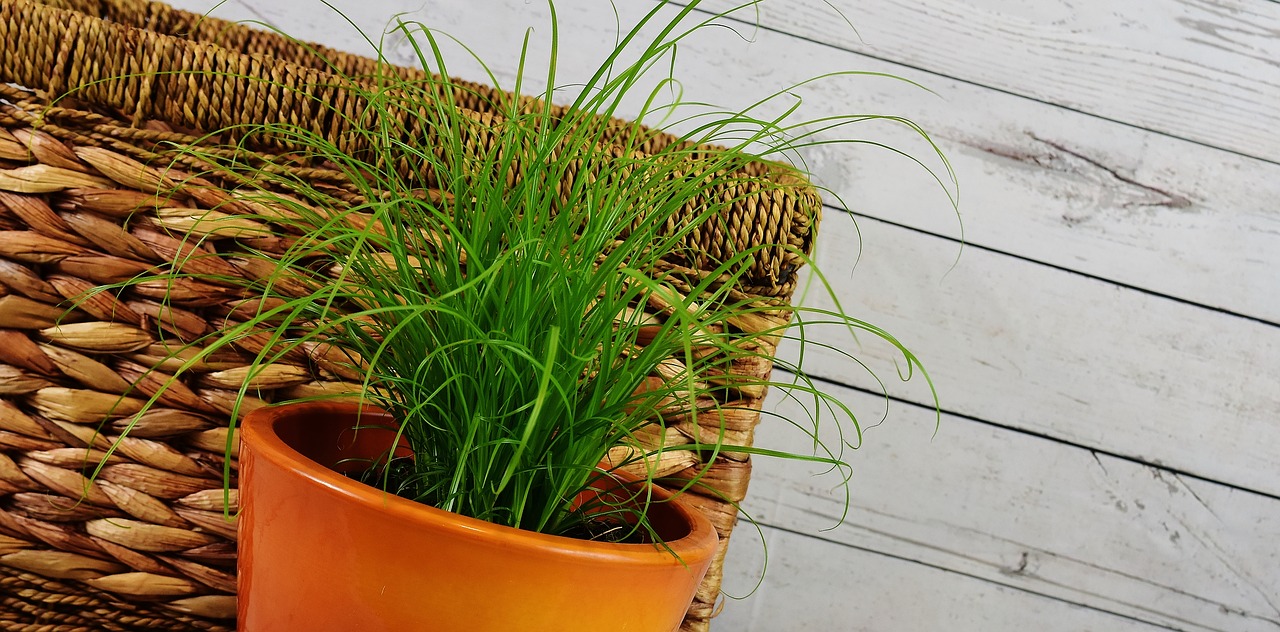 Image - grass water hyacinth basket plant