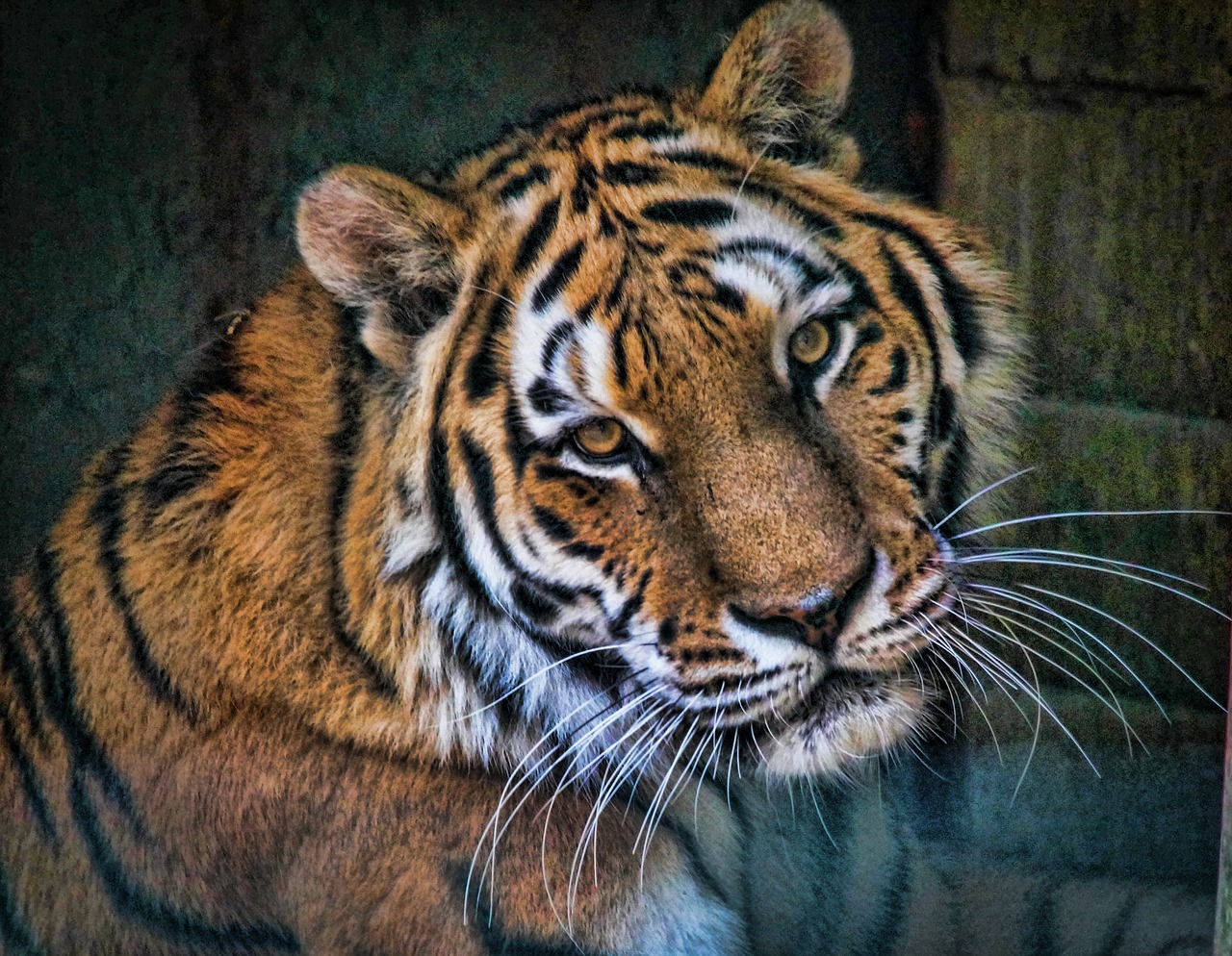 Image - tiger animals feral cat fauna zoo