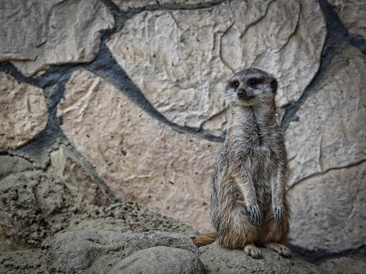 Image - surykatka zoo mammal animal nature