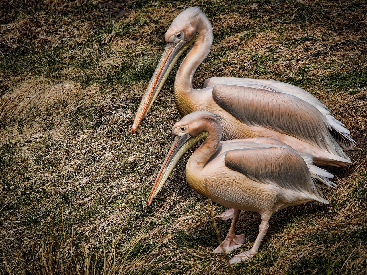 Image - pelicans birds water pond