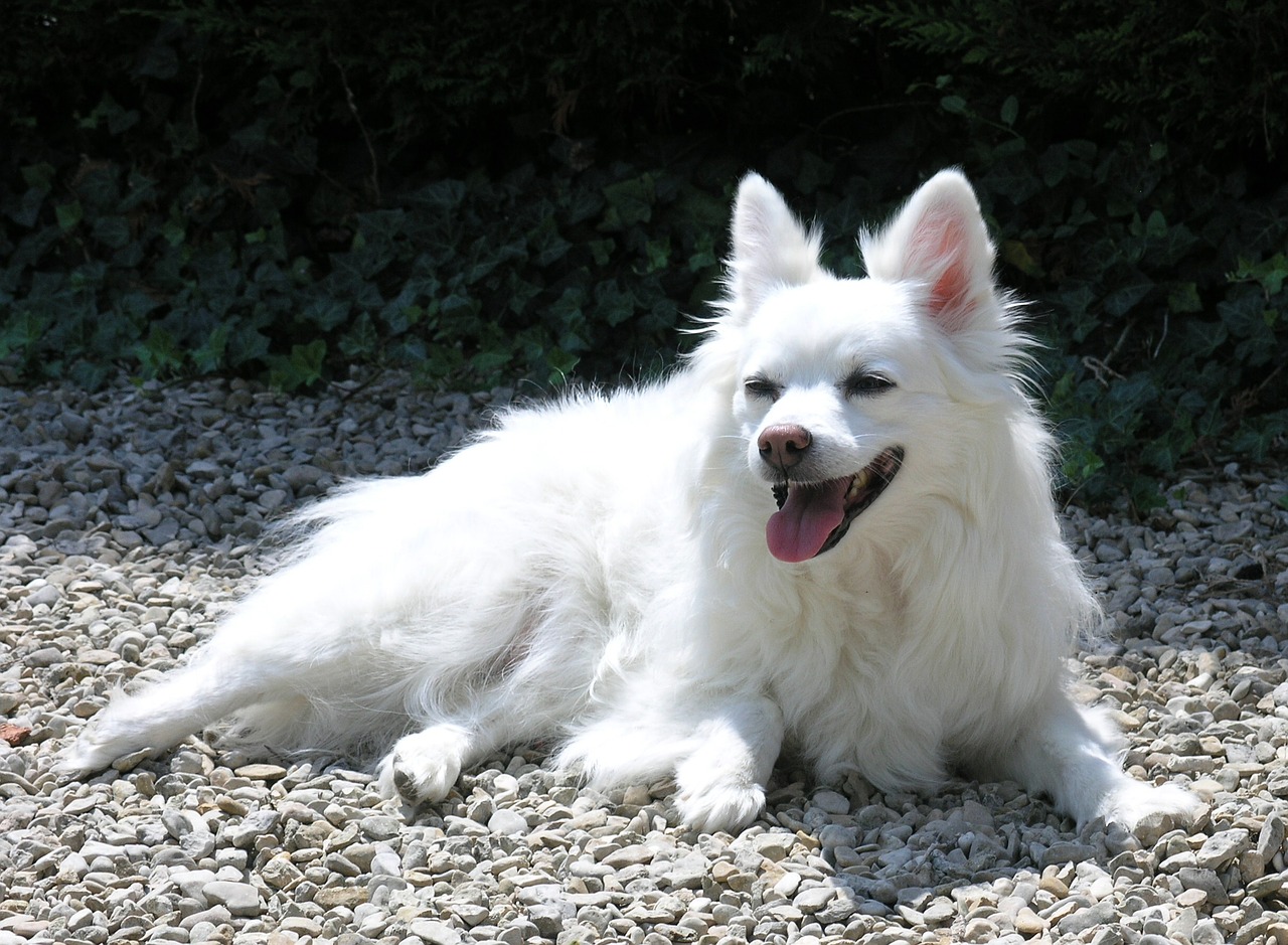 Image - dog white canine domestic outdoor