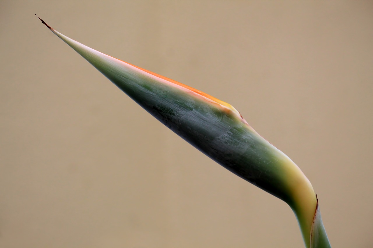 Image - caudata exotic flower bud