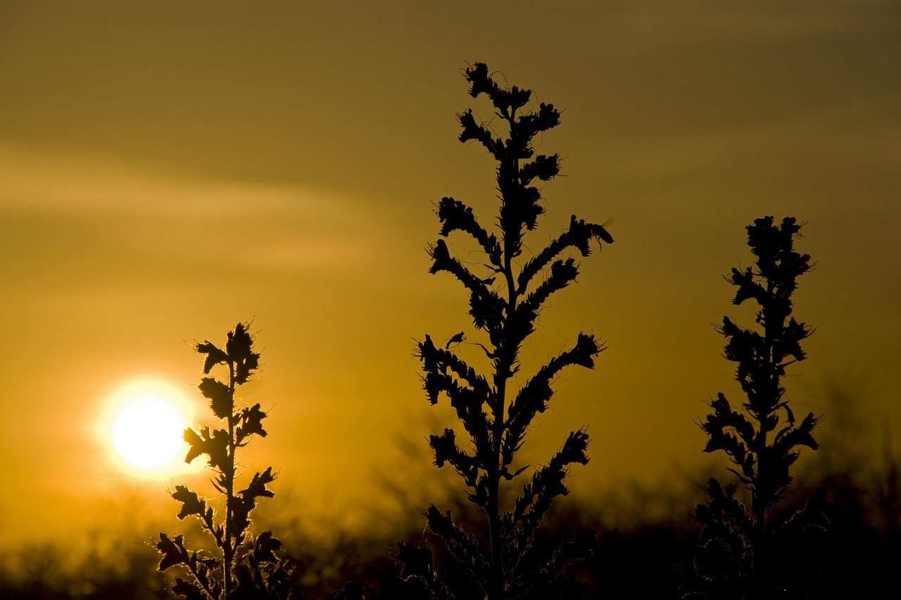 Image - sunset bee echium vulgare