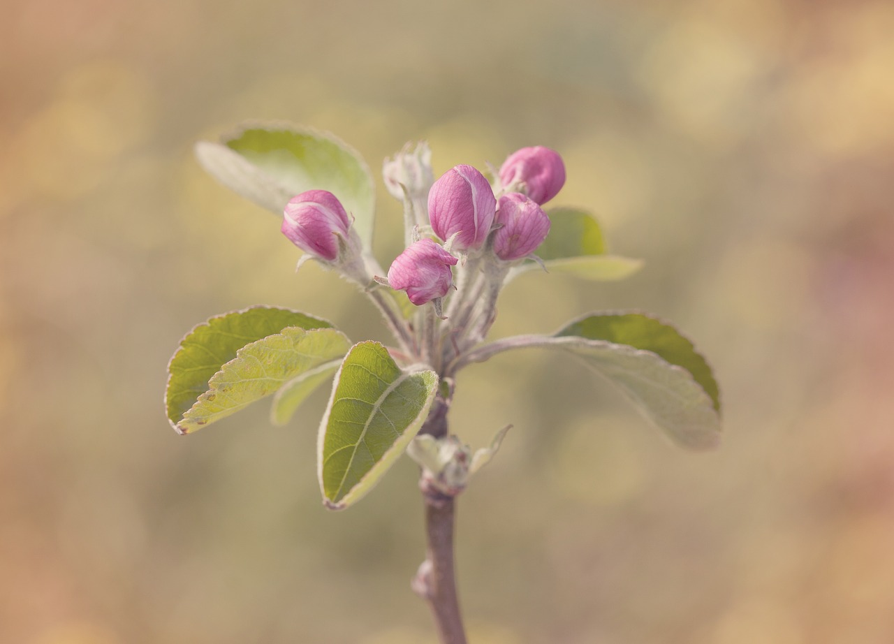 Image - blossom apple spring nature plant