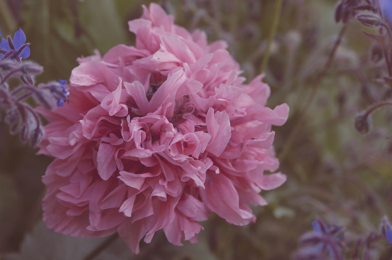 Image - poppy peony flower spring floral