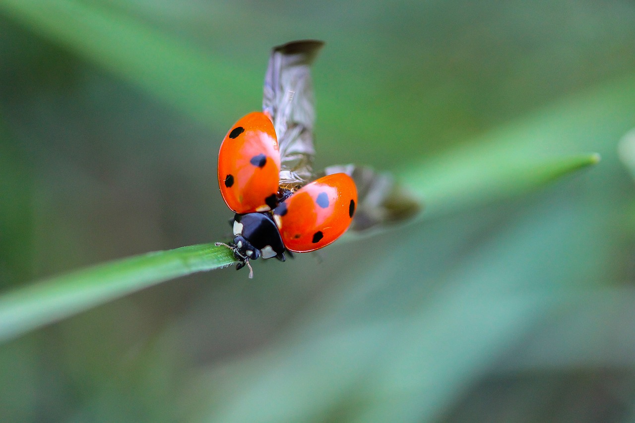 Image - ladybug beetle nature macro insect