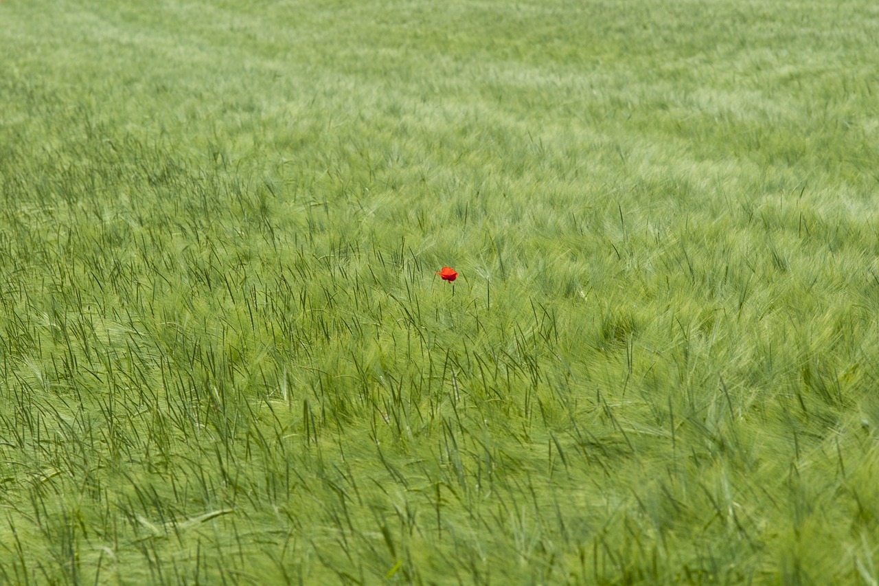 Image - cornfield poppy klatschmohn nature